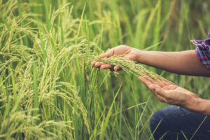agriculture loi 2025