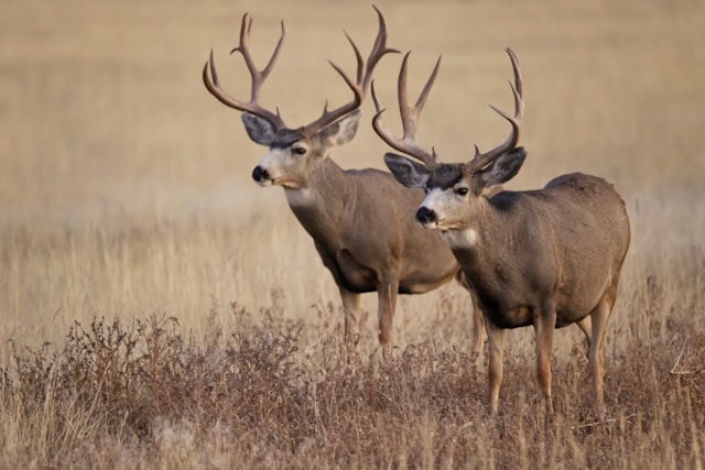 Bail de chasse