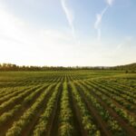 Transmission exploitation agricole