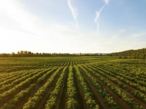 Transmission exploitation agricole