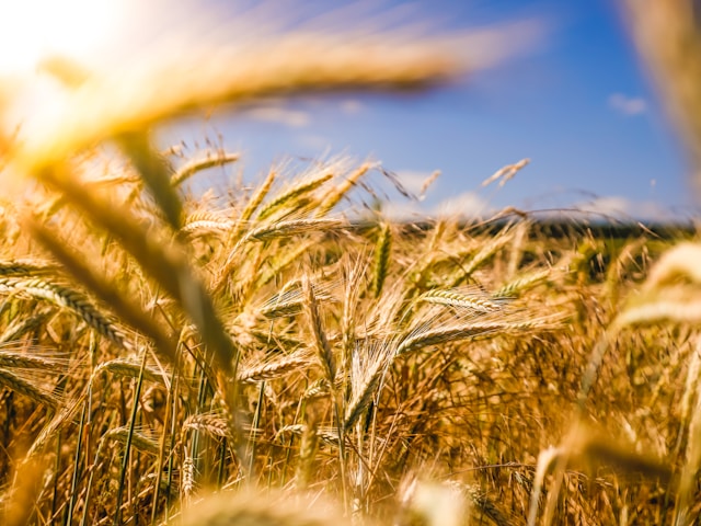 Transmission d'une exploitation agricole ou viticole