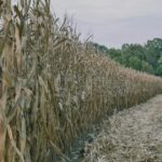 Champ de maïs desséché par la canicule de l'été 2026 : les pertes de récoltes ouvrent droit à un dégrèvement de taxe foncière non bâti