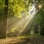 Forêt de feuillus traversée par la lumière d'automne : le prix des forêts progresse en 2025