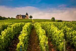 Vignoble en rangs devant une maison de maître : le prix des vignes recule en 2025 selon la Safer